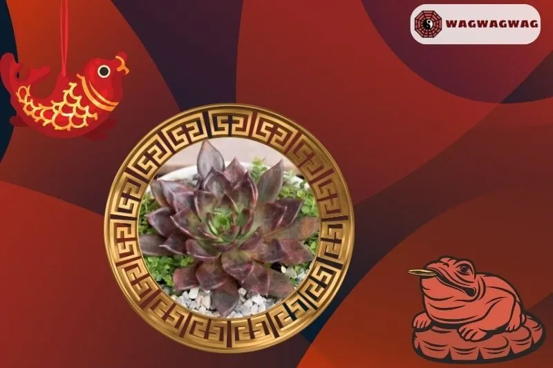 Cách chọn cây sen đá phong thủy phù hợp với từng mệnh