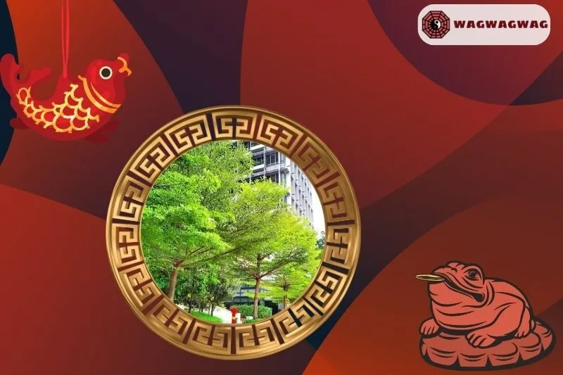 Cách trồng cây bàng Đài Loan đúng phong thủy