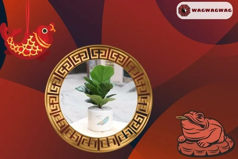 Cách Trồng Cây Bàng Singapore