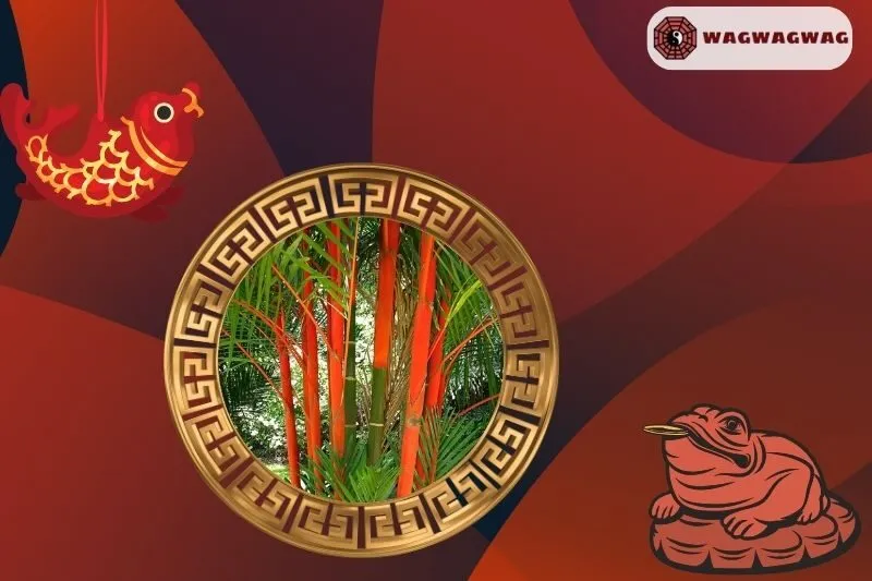 Cách trồng cây cau đỏ phong thủy tại nhà