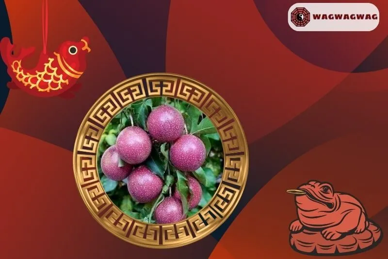 Cách trồng cây chanh leo phong thủy để mang lại tài lộc