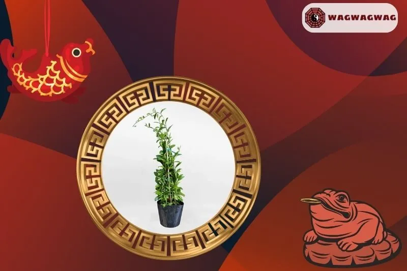 Cách trồng cây cúc tần Ấn Độ