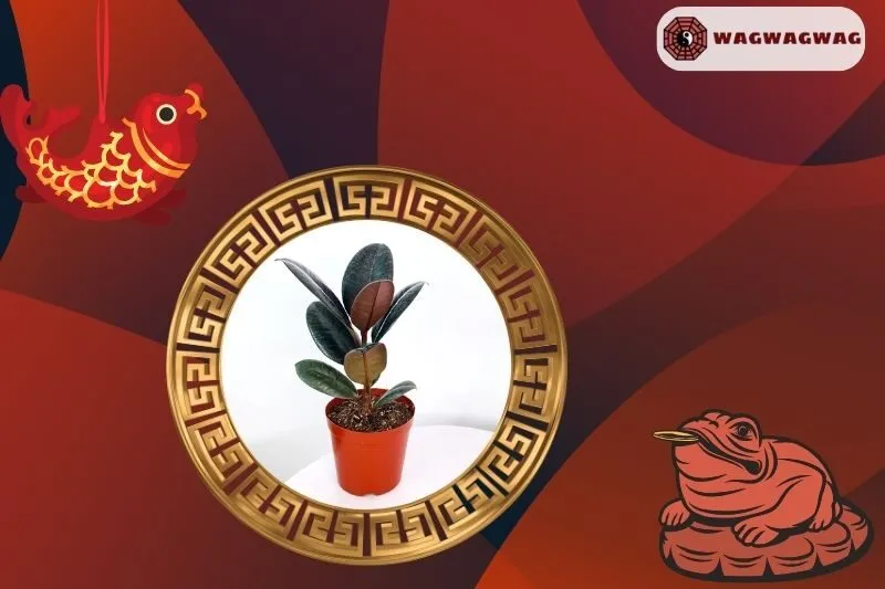 Cách trồng cây đa búp đỏ đúng cách trong nhà