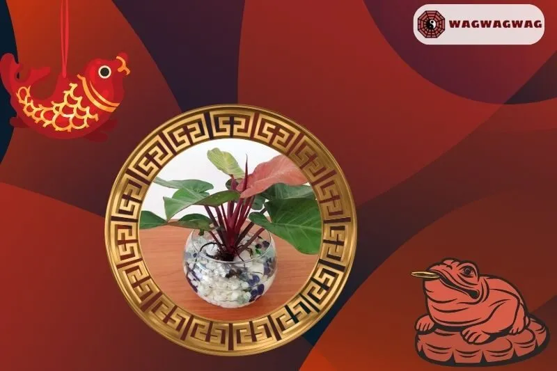 Cách Trồng Cây Đế Vương Phong Thủy