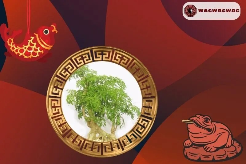 Cách trồng cây đinh lăng phong thủy