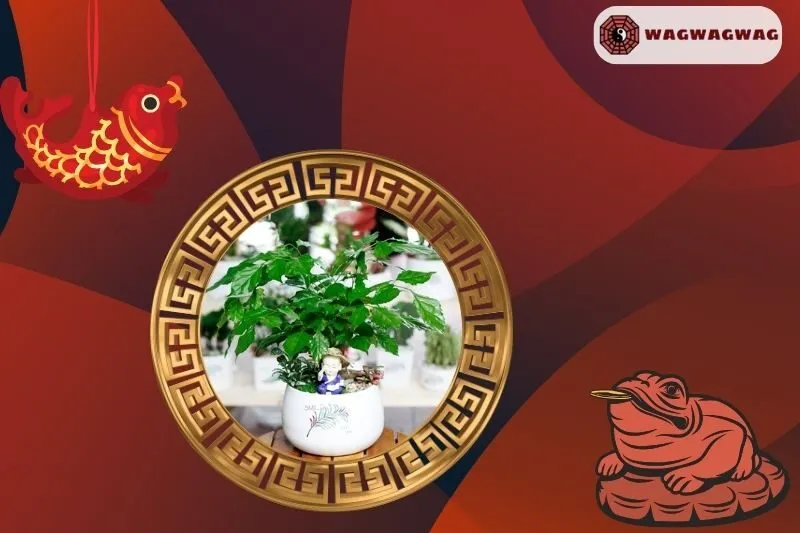 Cách Chăm Sóc Cây Hạnh Phúc Để Đạt Hiệu Quả Tốt Nhất