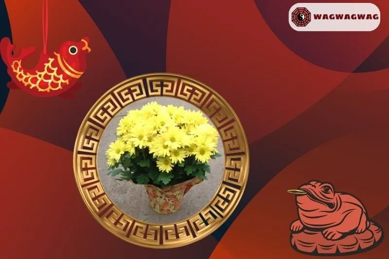 Cách Trồng Cây Hoa Cúc Phong Thủy