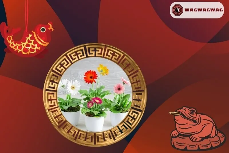 Cách trồng cây hoa đồng tiền phong thủy