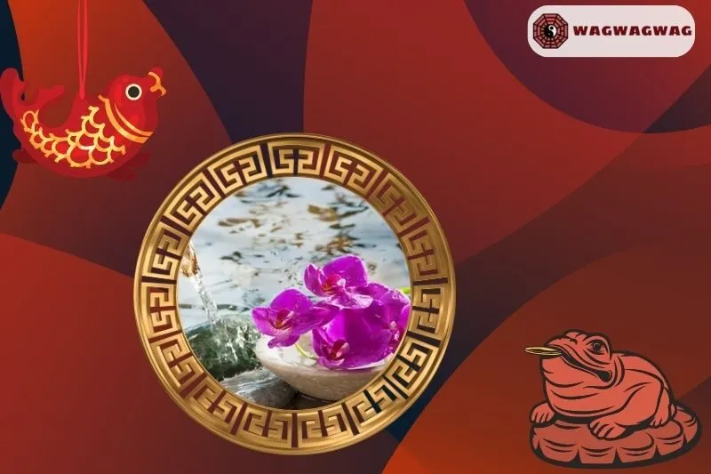 Cách trồng cây hoa giấy phong thủy đúng cách