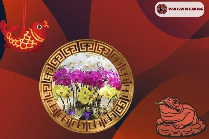 Cách Trồng Cây Hoa Lan Phong Thủy Đúng Cách