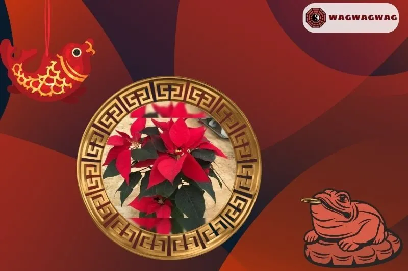 Cách Trồng Cây Trạng Nguyên