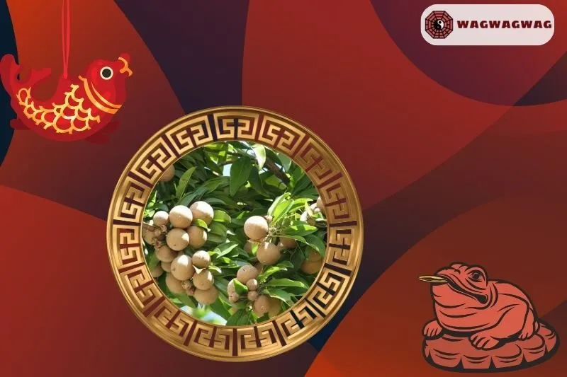 Cách trồng cây hồng xiêm phong thủy