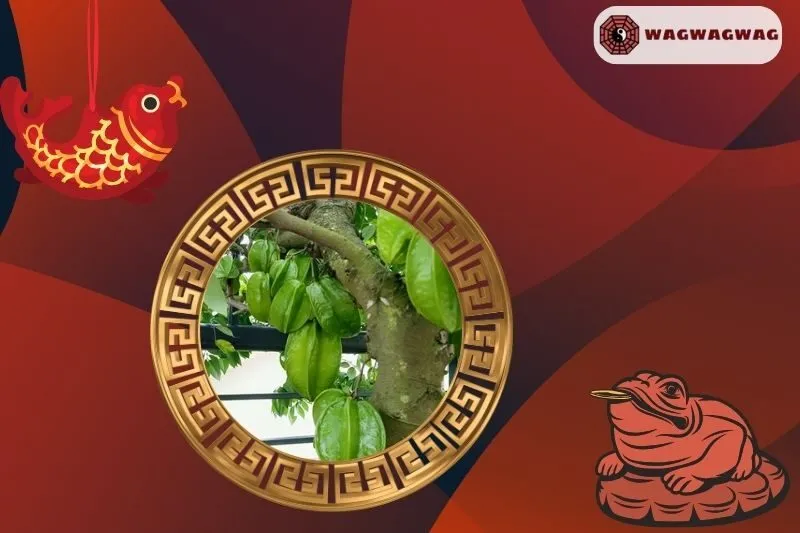 Cách trồng cây khế phong thủy