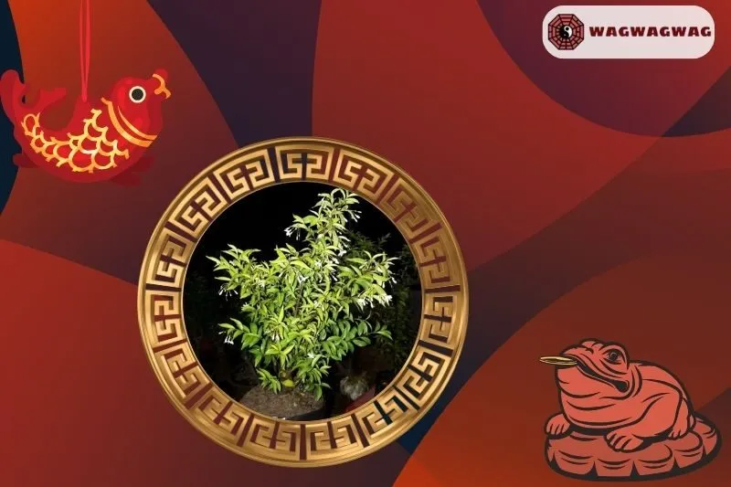 Cách trồng cây mai chiếu thủy