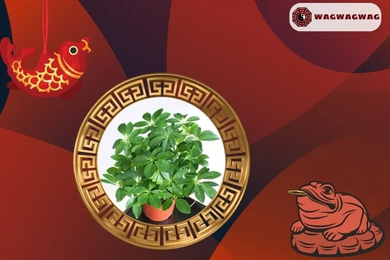 Cách Trồng Cây Ngũ Gia Bì Trong Nhà Và Ngoài Trời