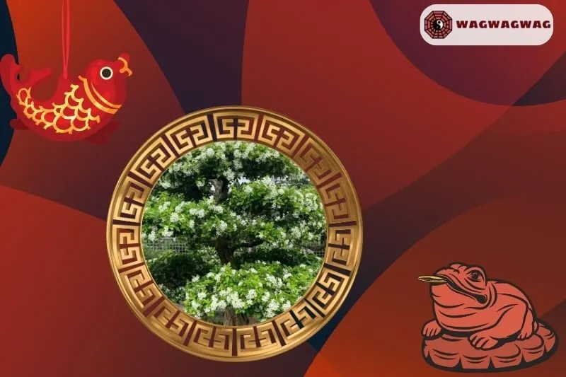 Cách Trồng Cây Nguyệt Quế Phong Thủy Đúng Cách