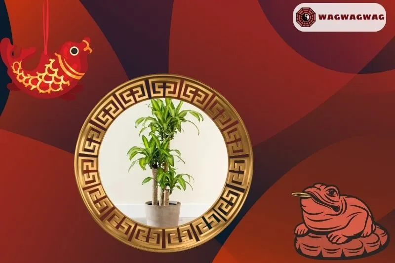 Cách trồng cây phát tài hợp phong thủy