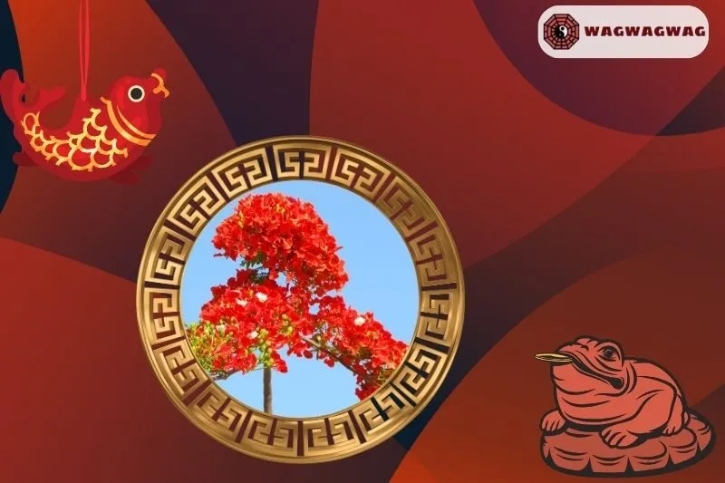 Cách trồng và chăm sóc cây phượng vĩ bonsai phong thủy