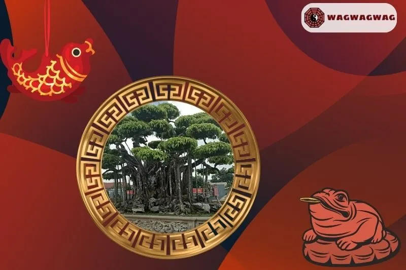 Cách trồng cây sanh phong thủy đúng cách