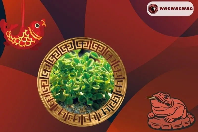 Cách trồng cây sen thơm tại nhà