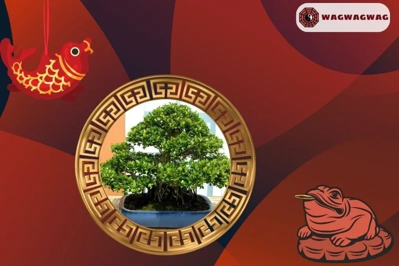 Cách Trồng Cây Si Cảnh Phong Thủy Tại Nhà
