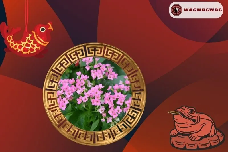 Cách Trồng Cây Sống Đời Phong Thủy