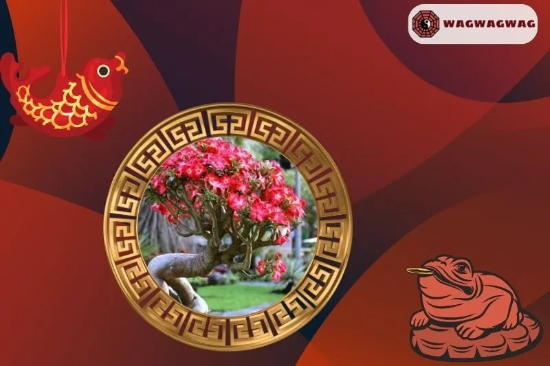 Cây Hoa Sứ Phong Thủy Hợp Mệnh Nào?