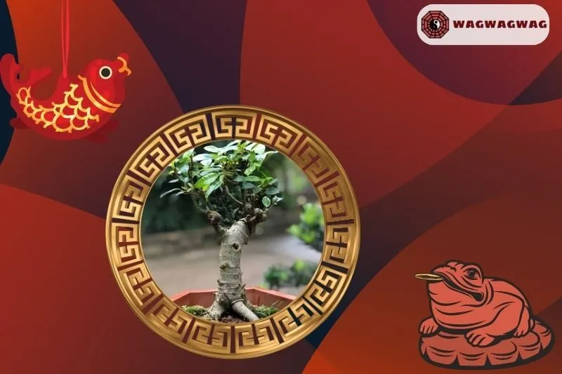 Cách trồng cây sung