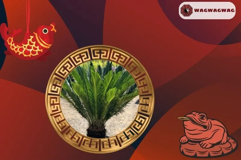 Cách trồng và chăm sóc cây thiên tuế phong thủy