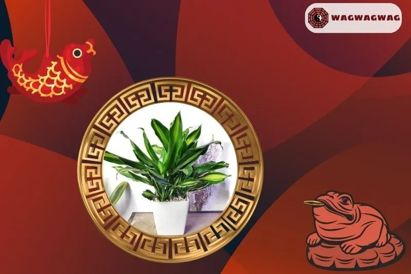 Cách Trồng Cây Thiết Mộc Lan Đúng Cách