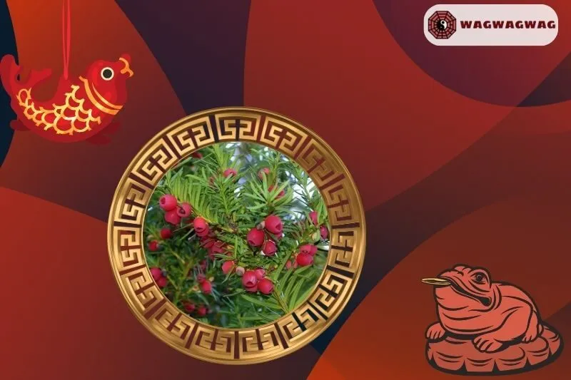 Cây Thông Đỏ Hợp Mệnh Nào?