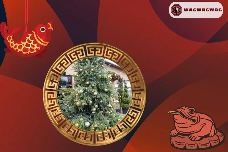 Cách trồng cây thông Noel phong thủy