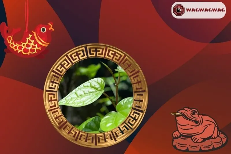 Cách trồng cây trầu không đúng phong thủy