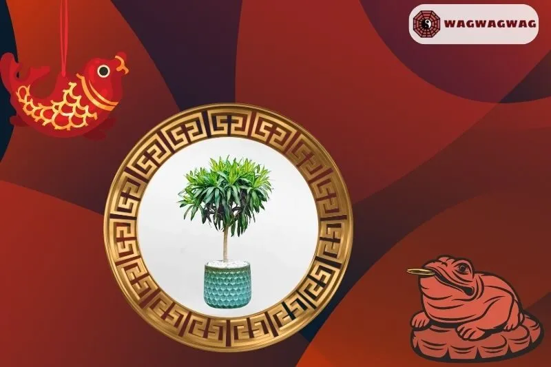 Cách trồng và chăm sóc cây trúc bách hợp tại nhà