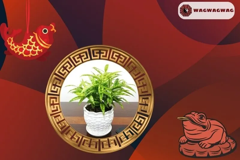 Cách trồng cây trúc Nhật phong thủy