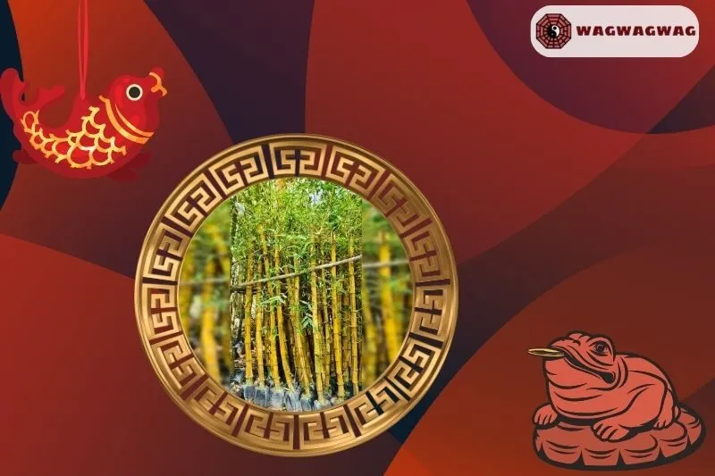 Cách trồng cây trúc quân tử đúng chuẩn