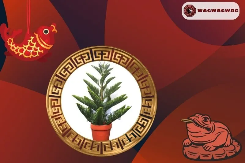 Cách trồng cây tùng bách phong thủy