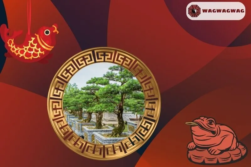 Cách Trồng và Chăm Sóc Cây Tùng La Hán