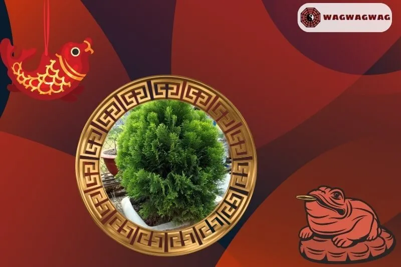 Cách trồng cây tùng thơm phong thuỷ tại nhà