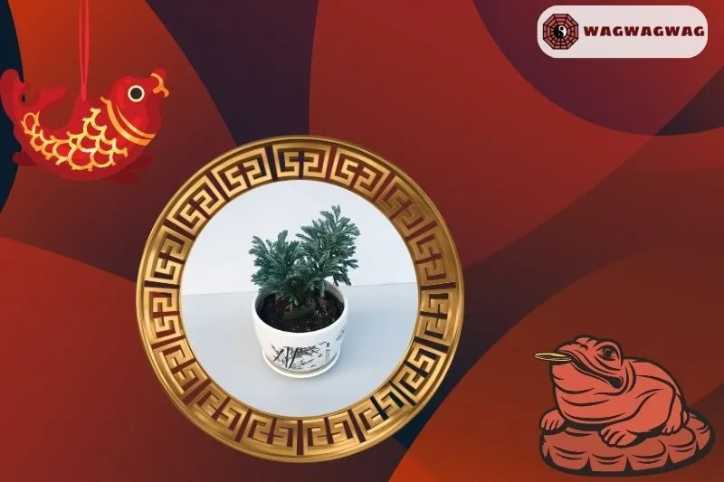 Cách trồng và chăm sóc cây tuyết tùng phong thủy