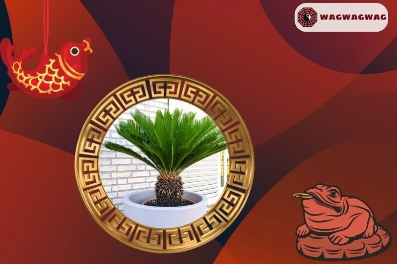 Cách trồng cây vạn tuế phong thủy