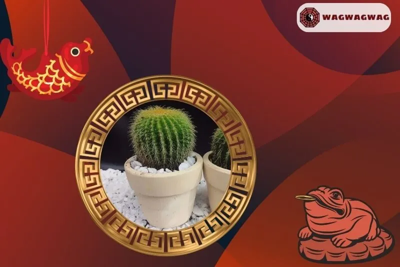 Cách trồng và chăm sóc cây xương rồng phong thủy