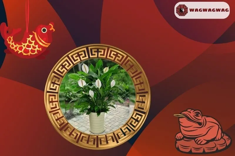 Cách trồng và chăm sóc cây lan ý tại nhà