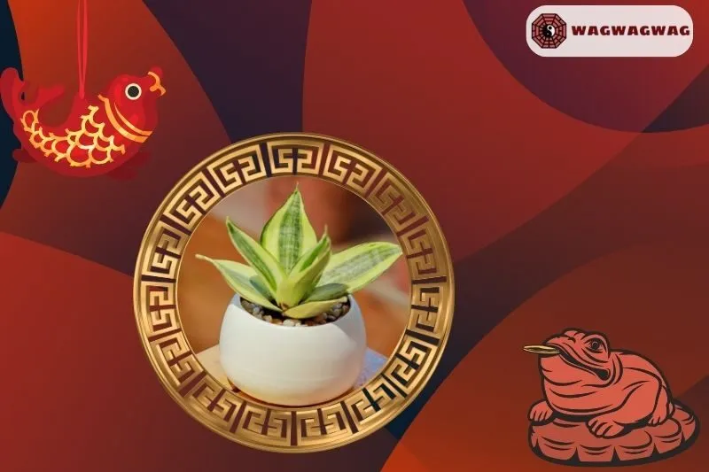 Cách trồng và chăm sóc cây lưỡi hổ đúng cách