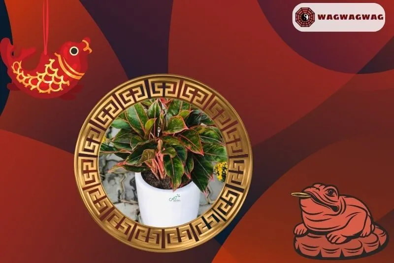 Cách trồng và chăm sóc cây phú quý