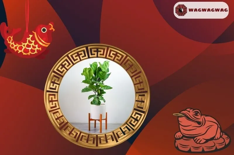 Cây Bàng Singapore Hợp Mệnh Nào?