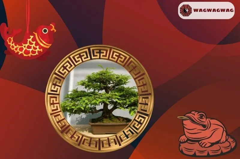 Cách Trồng Và Chăm Sóc Cây Bonsai Phong Thuỷ