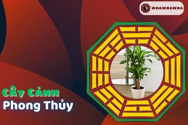 Cây Cảnh Phong Thủy: Tìm Hiểu Các Loại Cây Phong Thủy Cho Nhà