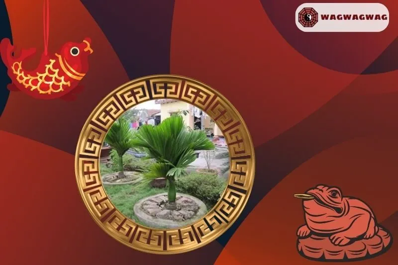 Cây cau cảnh phong thủy hợp mệnh nào?