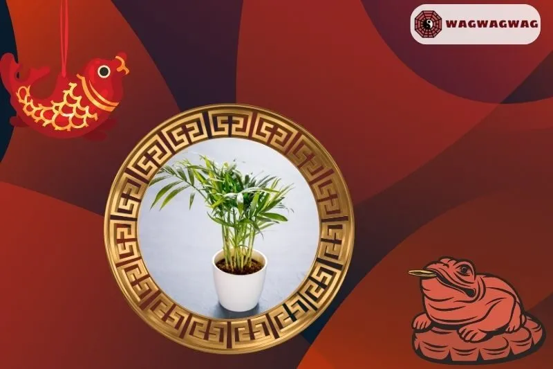 Cây Cau Tiểu Trâm Hợp Mệnh Nào? Cách Chọn Cây Theo Mệnh